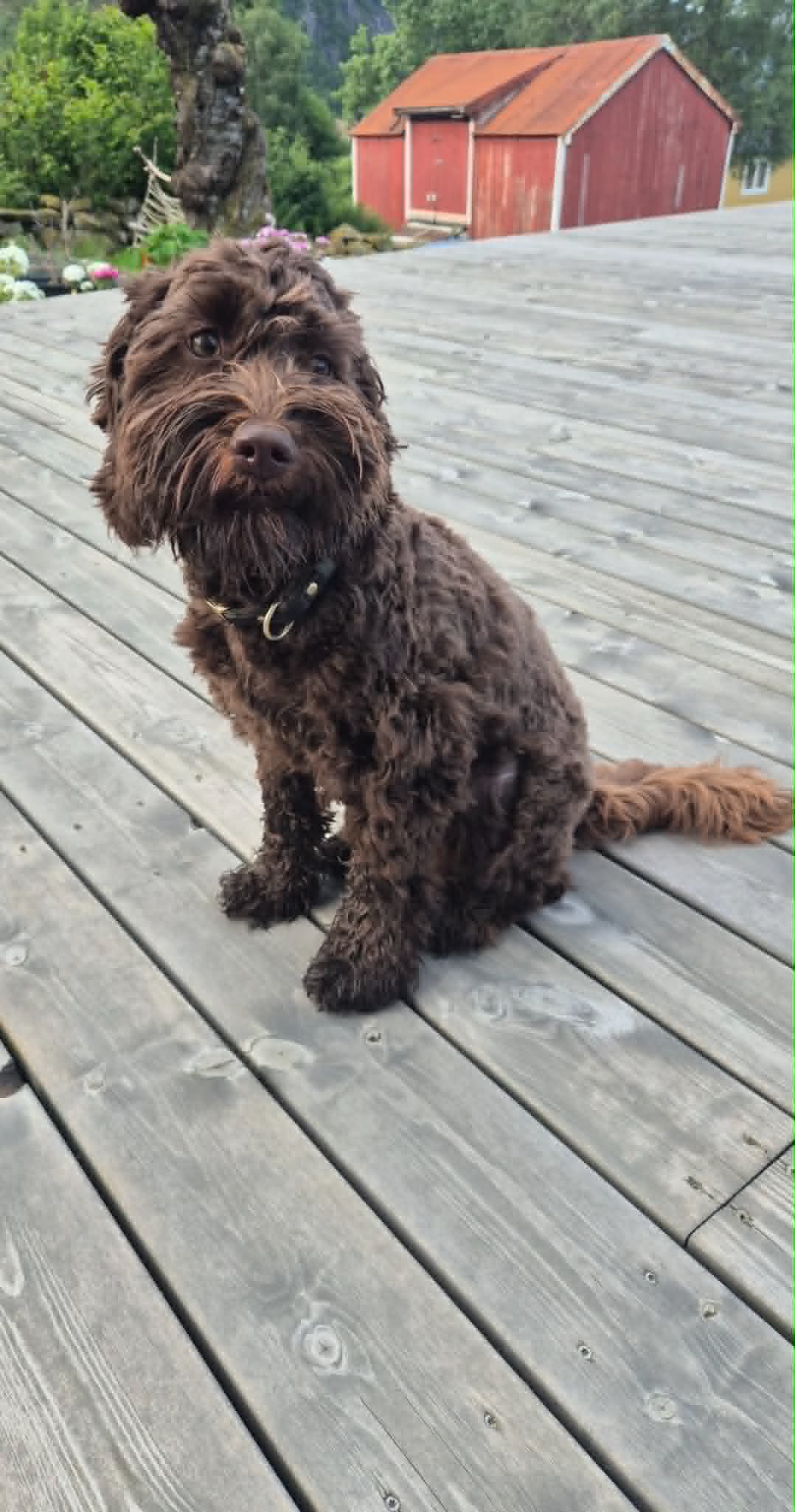 Kaya