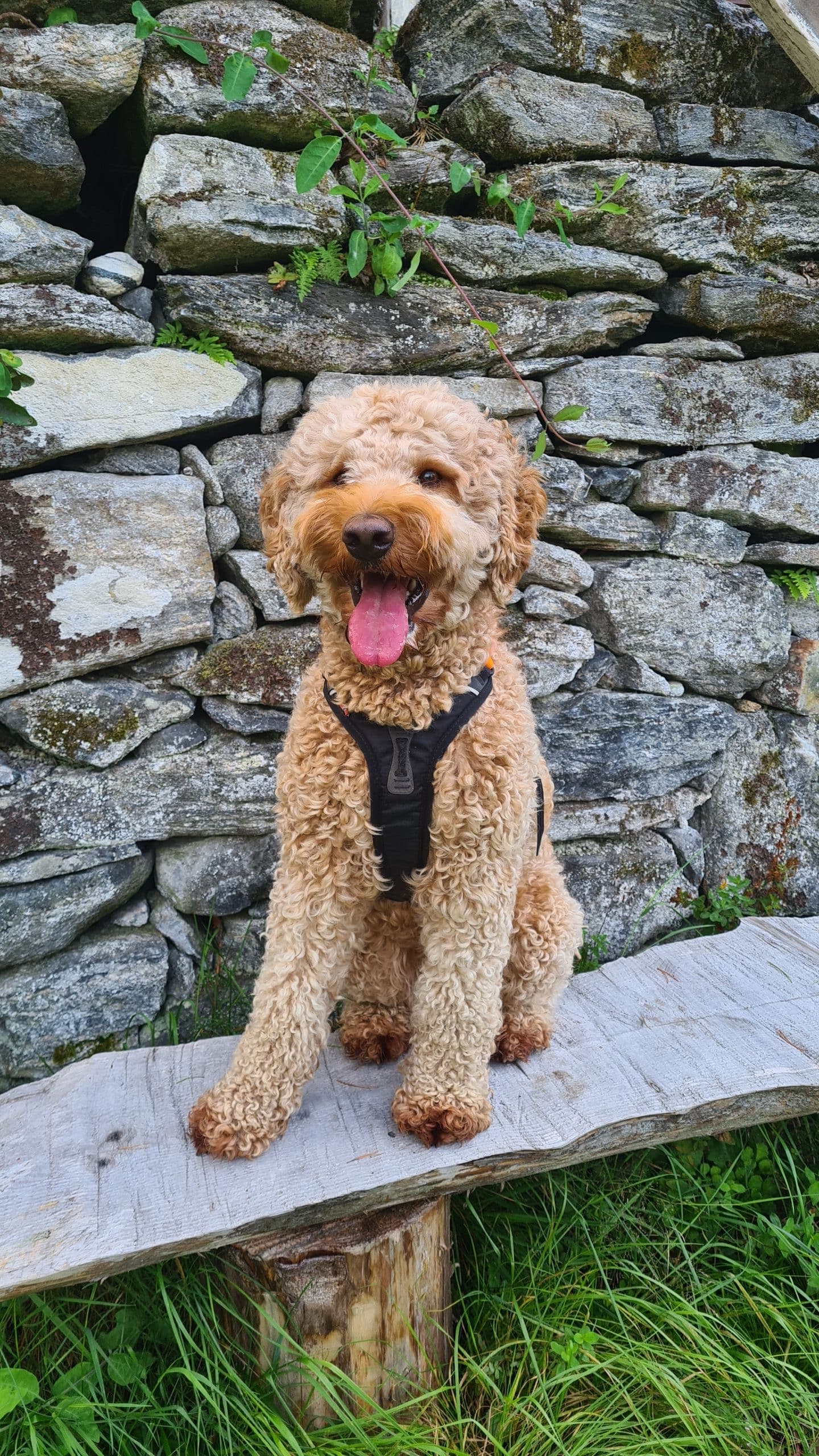Lucy