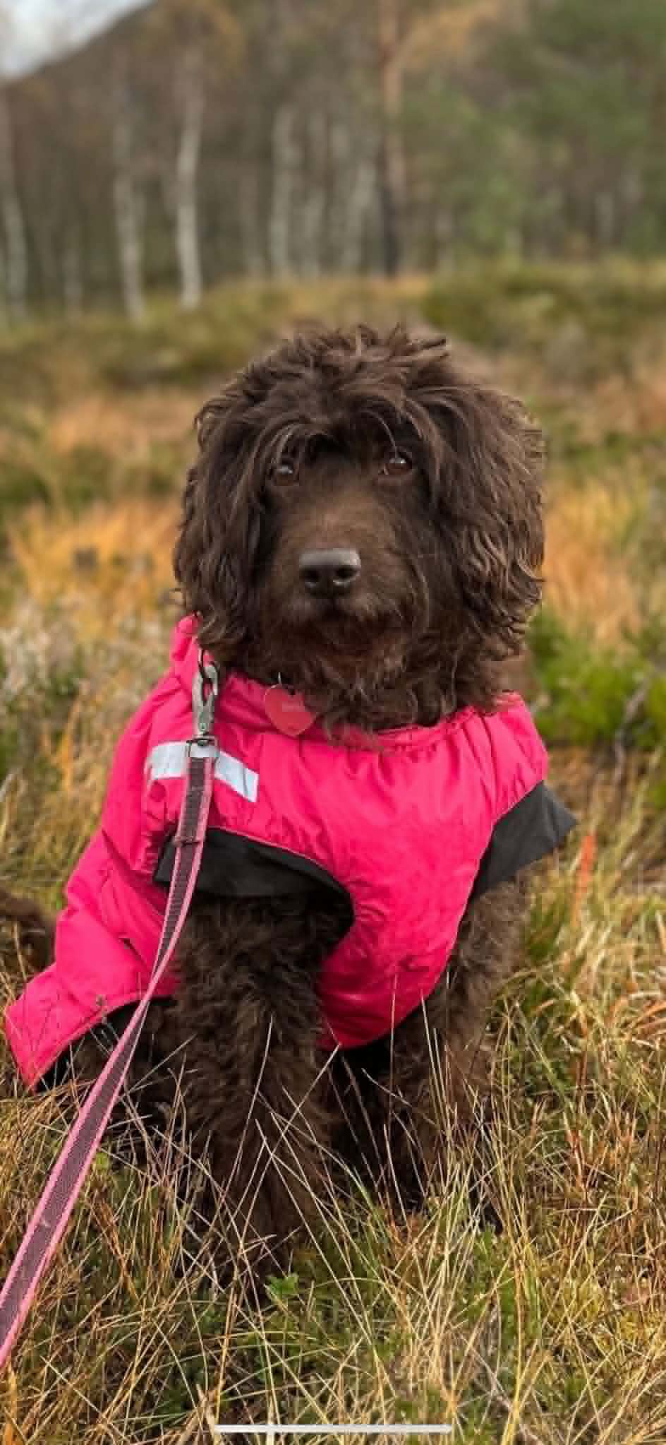Bella — vår første Australske Cobberdog